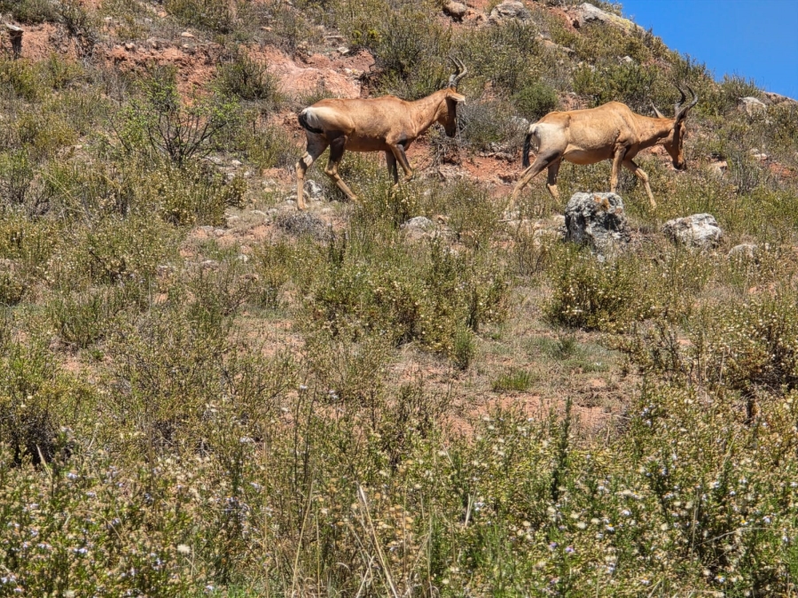 8 Bedroom Property for Sale in Bethlehem Rural Free State